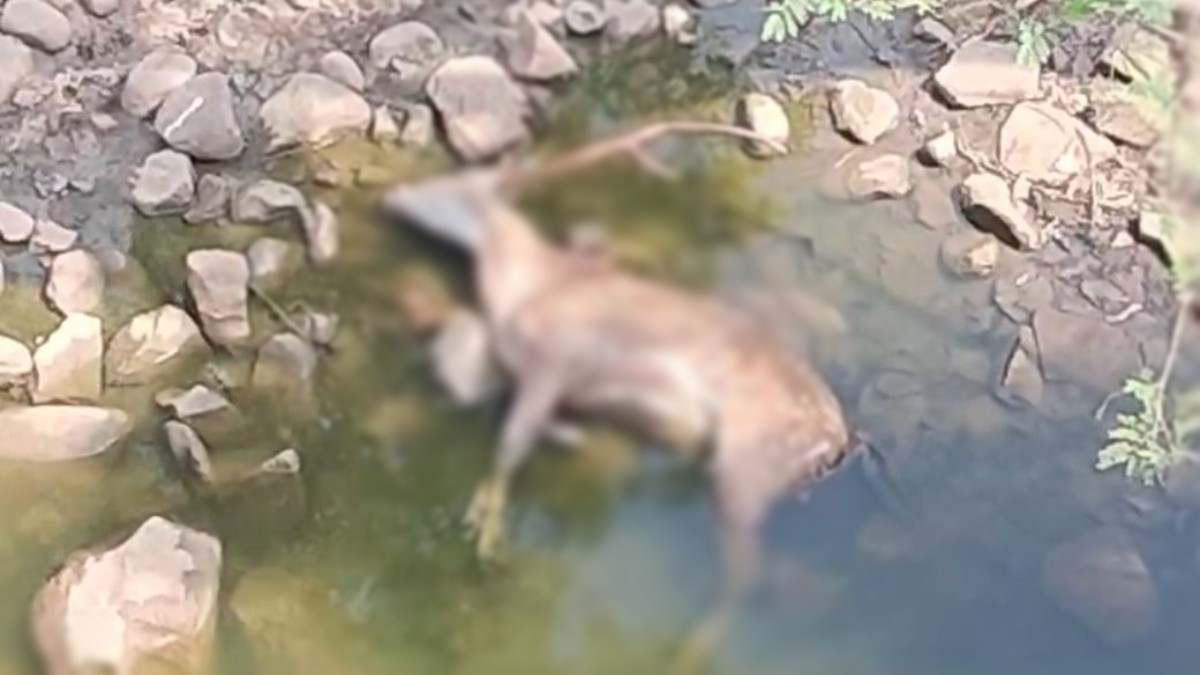 पानी में मिला चीतल का शव, वन विभाग ने कब्जे में लेकर शुरु की जांच