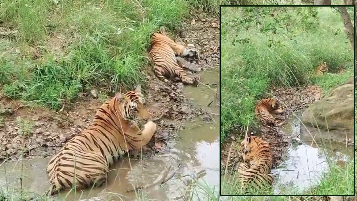 वाह क्या नजारा है! अपने तीन शावकों के साथ पानी में आराम फरमाती दिखी बाघिन, देखें Video