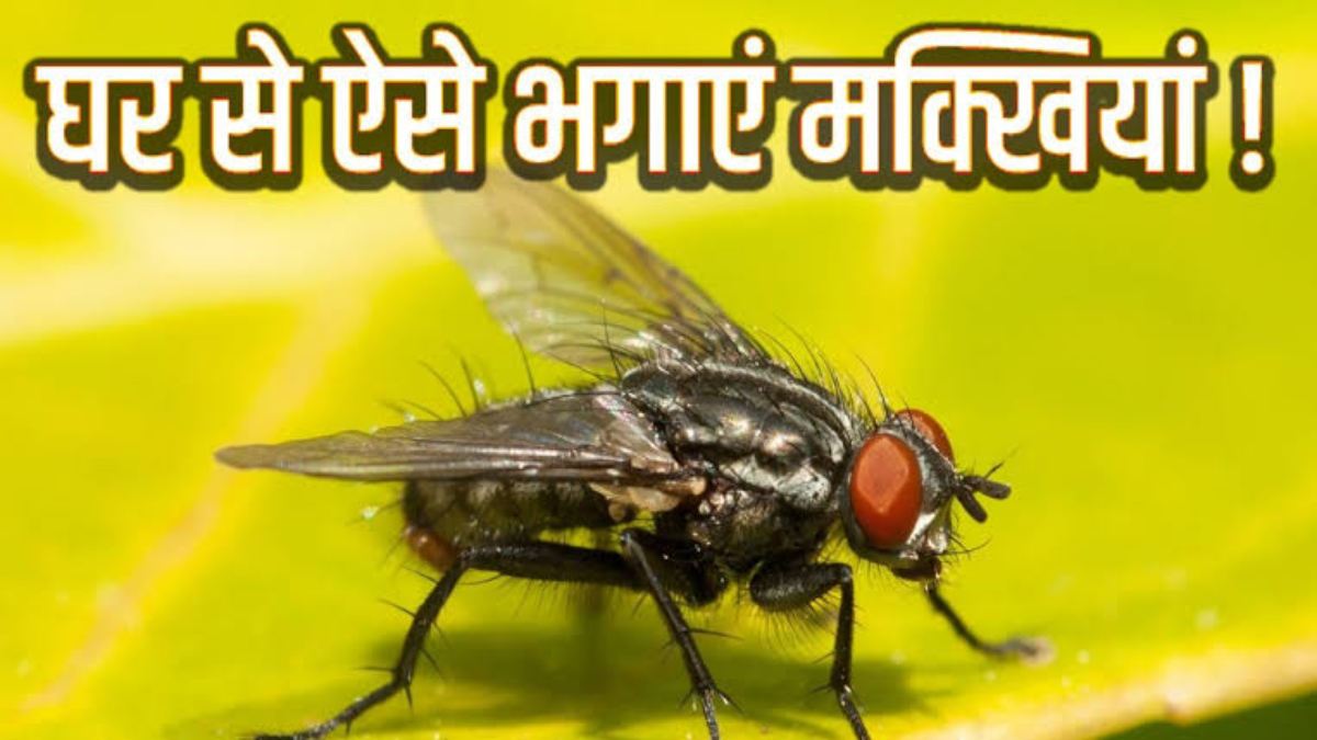 मानसून आते ही किचन में भिनभिनाने लगी है मक्खियां, तो इन घरेलु स्प्रे की मदद से करें इन्हें दूर…