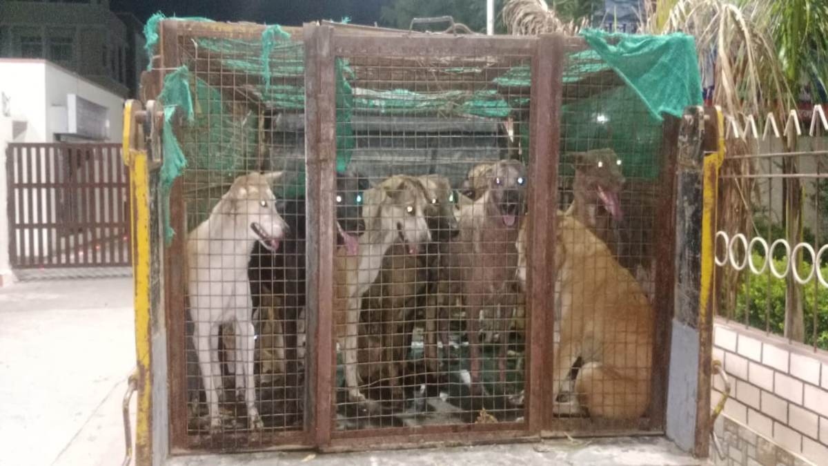 खबर का असरः दो साल के मासूम की मौत के बाद जागा पालिका प्रशासन, कुत्तों की धरपकड़ अभियान जारी