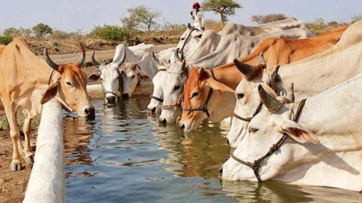 यूपी के इन 44 जगहों पर बनेगा गौ-संरक्षण केंद्र, योगी सरकार ने 15 जिलों को किया चिंहित