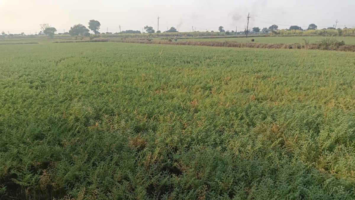 प्रधानमंत्री फसल बीमा योजना : अब नहीं मौसम की चिंता, कृषकों को हुआ करोड़ों रुपए का भुगतान…