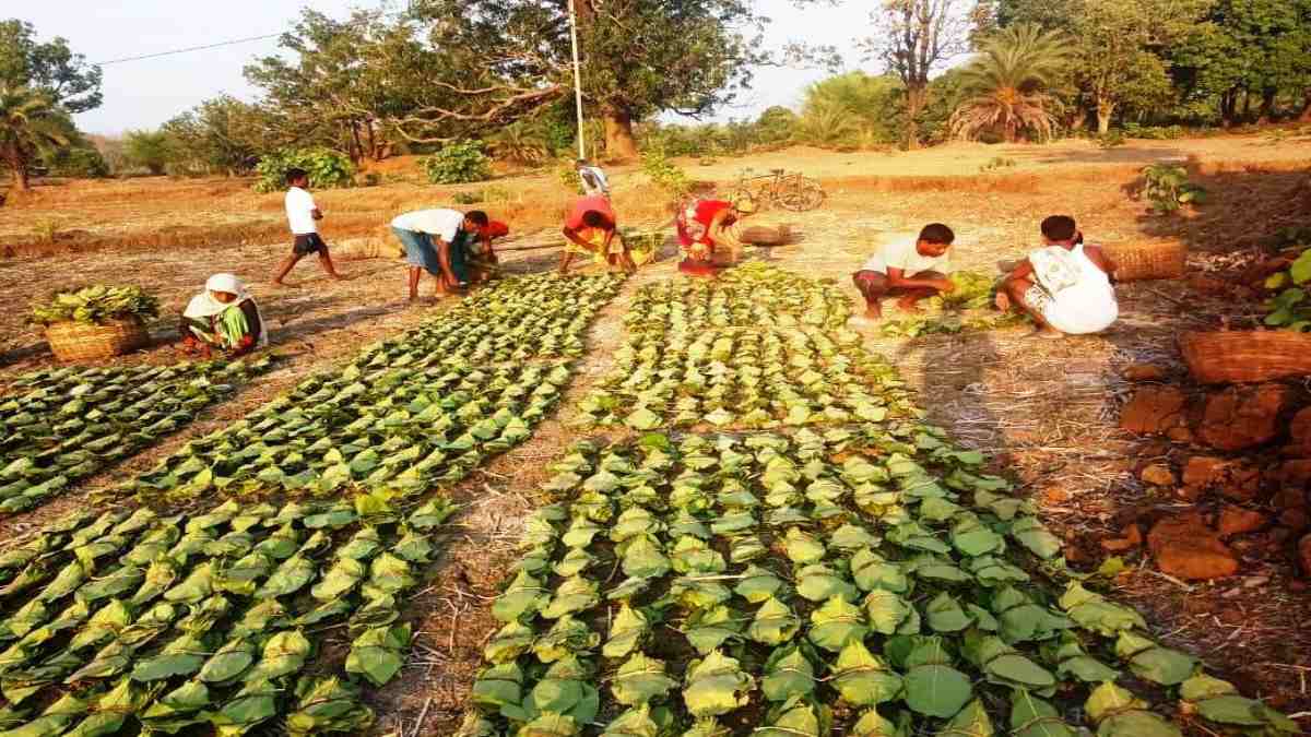 अब तेंदूपत्ता संग्रहण का नकद होगा भुगतान, हाट बाजार में लगेंगे कैप… इन जिलों को मिलेगा लाभ