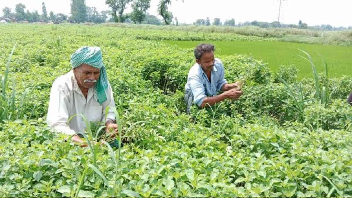 Agriculture Tips: जून के महीने में करें इन 5 औषधीय फसलों की खेती, मुनाफे के साथ सब्सिडी का भी मिलेगा लाभ…