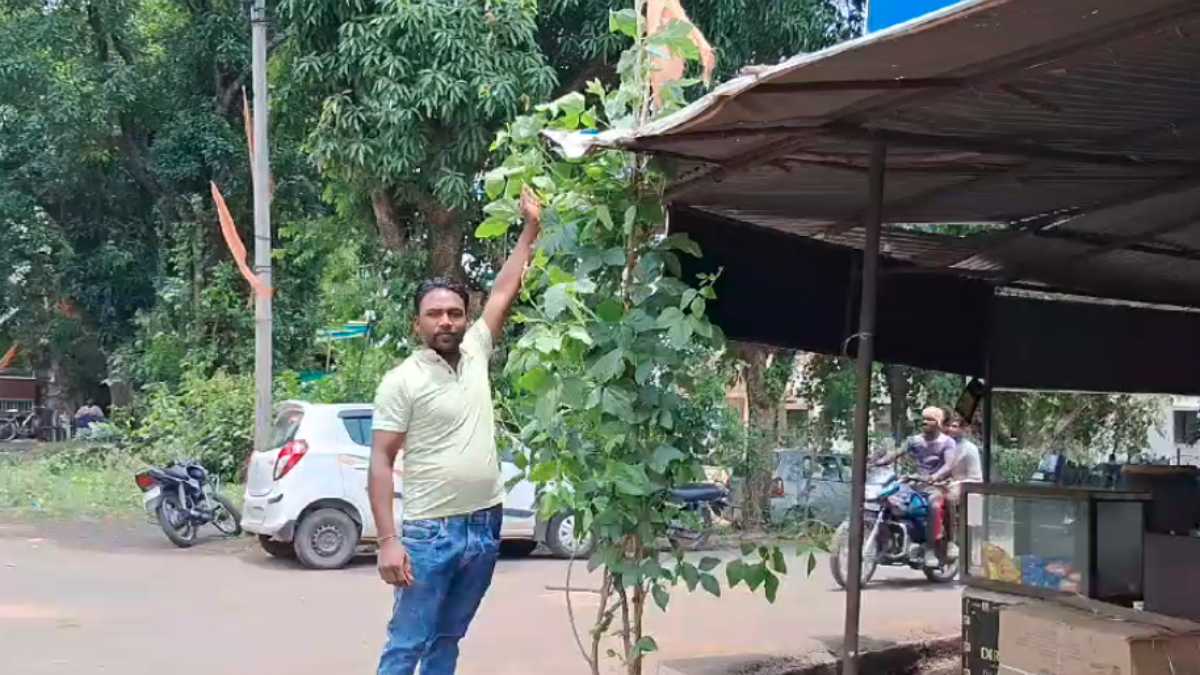 अजूबा बना ये सोयाबीन का पौधा: दूर-दूर से देखने आते हैं लोग, कृषि वैज्ञानिक भी हो गए हैरान