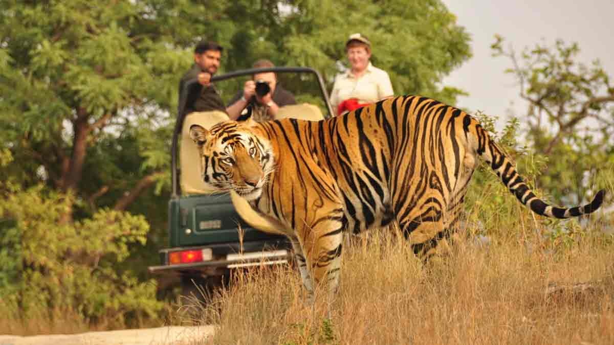 टूरिस्टों के लिए जरूरी खबर : 1 जुलाई से 3 महीने के लिए बंद हो जाएगी Jungle Safari …