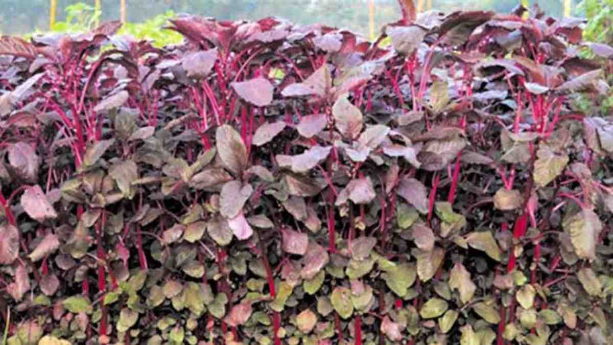 लाल भाजी खाने के कई फायदे, जानिए किन रोगों से मिलती है मुक्ति…