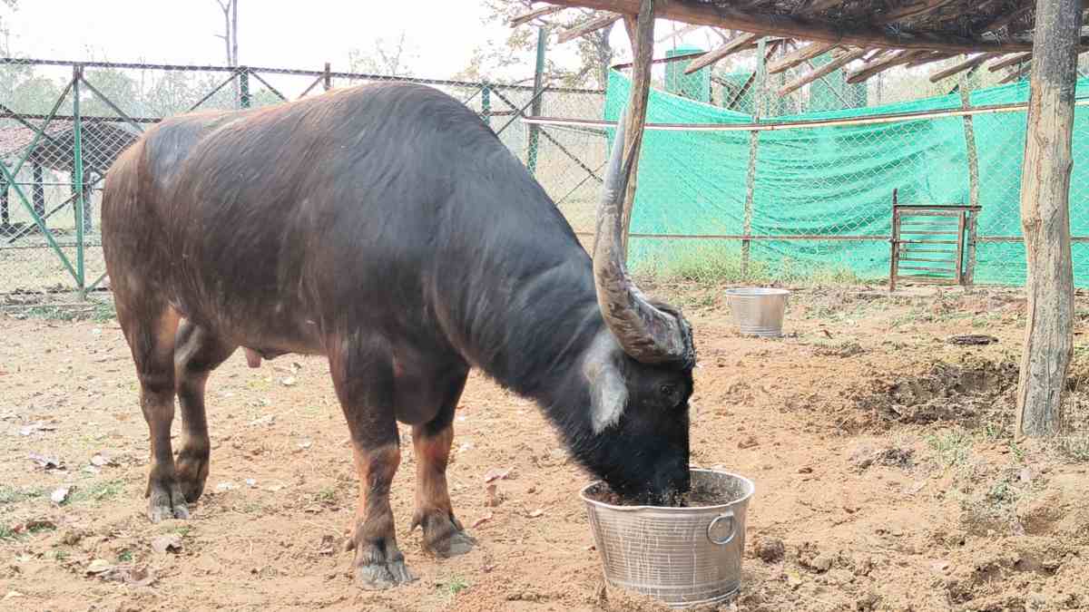 दो वन भैंसा मिलकर एक साल में खा गए 17 लाख का खाना, 6 के रखरखाव में खर्च कर दिए 25 लाख