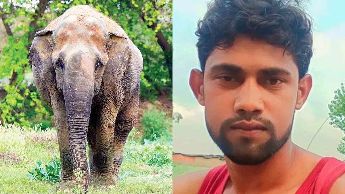 Reel के चक्कर में गई Life: जंगल में युवक हाथी को बना रहा था साथी, इतने में सूंड से पटक-पटककर मार डाला, देखें Video