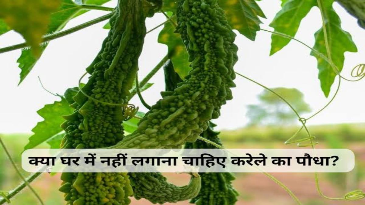 Vastu Tips: घर में लगा सकते हैं करेले का पौधा, जवाब है नहीं, कारण जाने यहां…