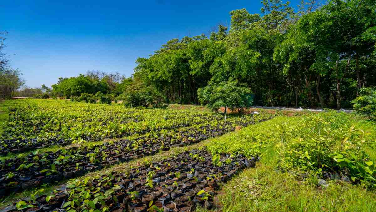 साल पेड़ों की नर्सरी बनाने में बड़ी सफलता, RRVUVNL और अदाणी एंटरप्राइजेज के बागवानी विभाग ने 10 सालों में 87 हजार से अधिक पौधे किए रोपित…