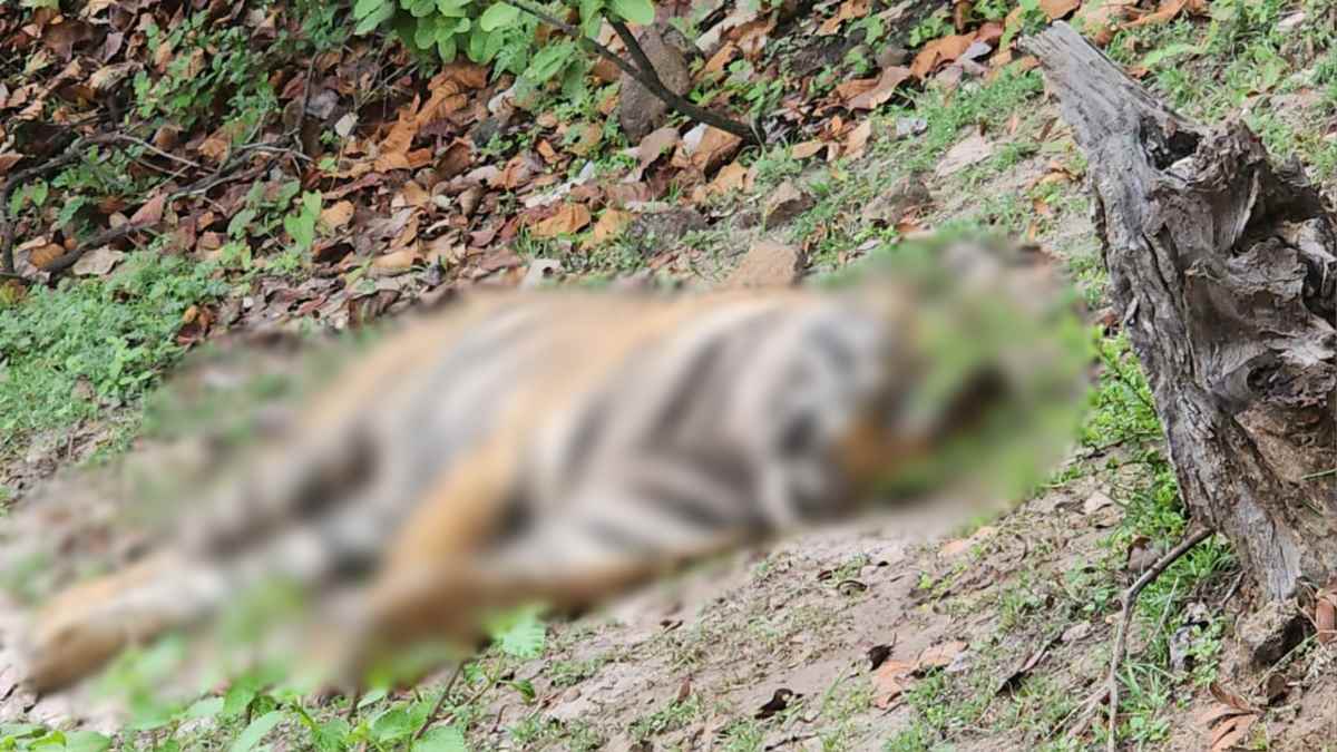 उमरिया में मिला बाघ का शव: वन विभाग में मचा हड़कंप, DFO ने आपसी संघर्ष बताई वजह, CCF ने कहा- संभव नहीं