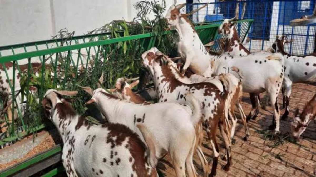 ईद-उल-अजहा में विदेश भी जाते हैं राजस्थान और यूपी के ये बकरे, इन देशों में भी है डिमांड …
