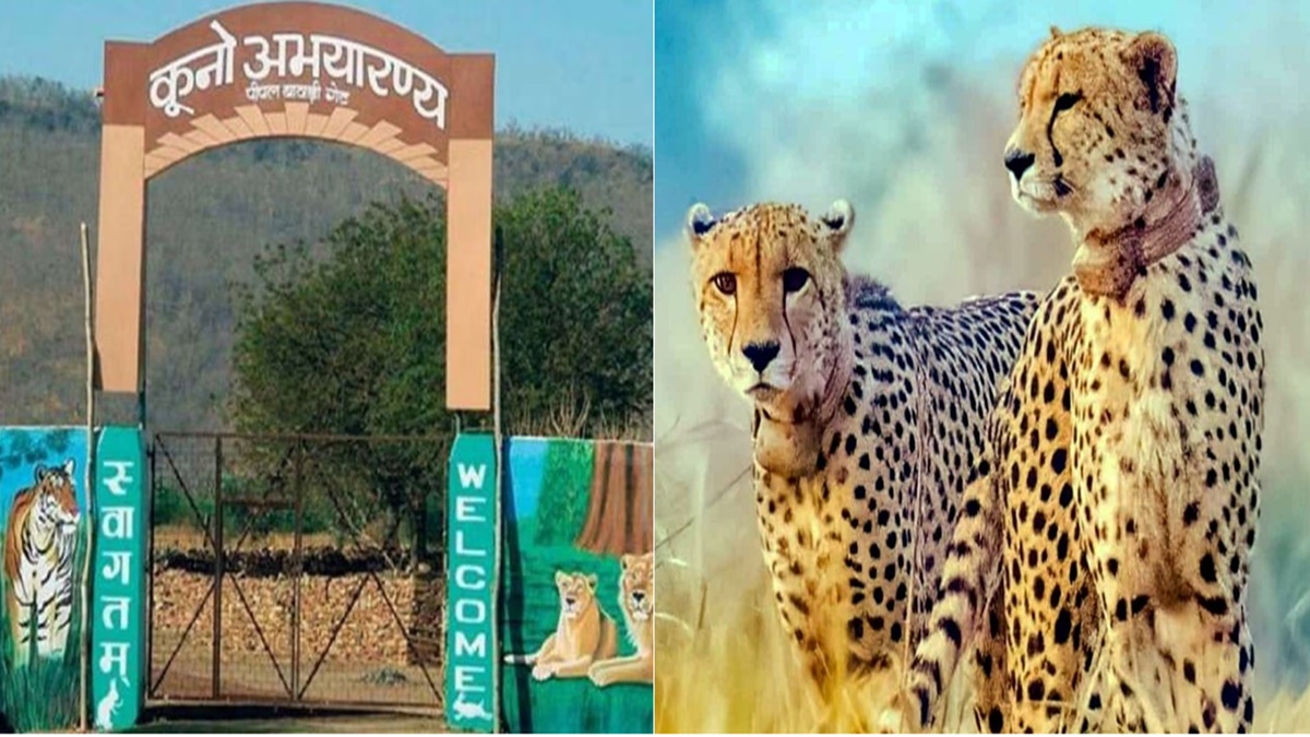 Kuno National Park में एक और चीता की मौत, सर्चिंग के दौरान झाड़ियों में मिला ‘पवन’ का शव