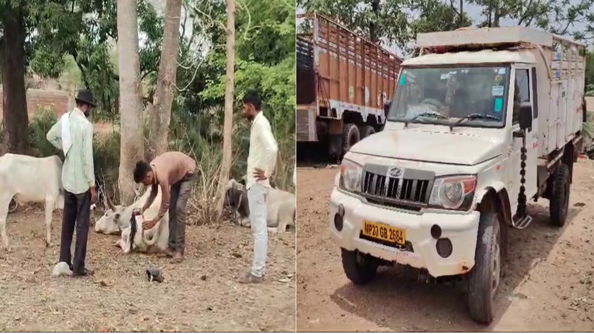 गौवंश तस्करी करते 2 आरोपी गिरफ्तार, बैल बांधकर रामायण पढ़ने गया था किसान, इधर पिकअप में भरकर ले जा रहे थे बदमाश