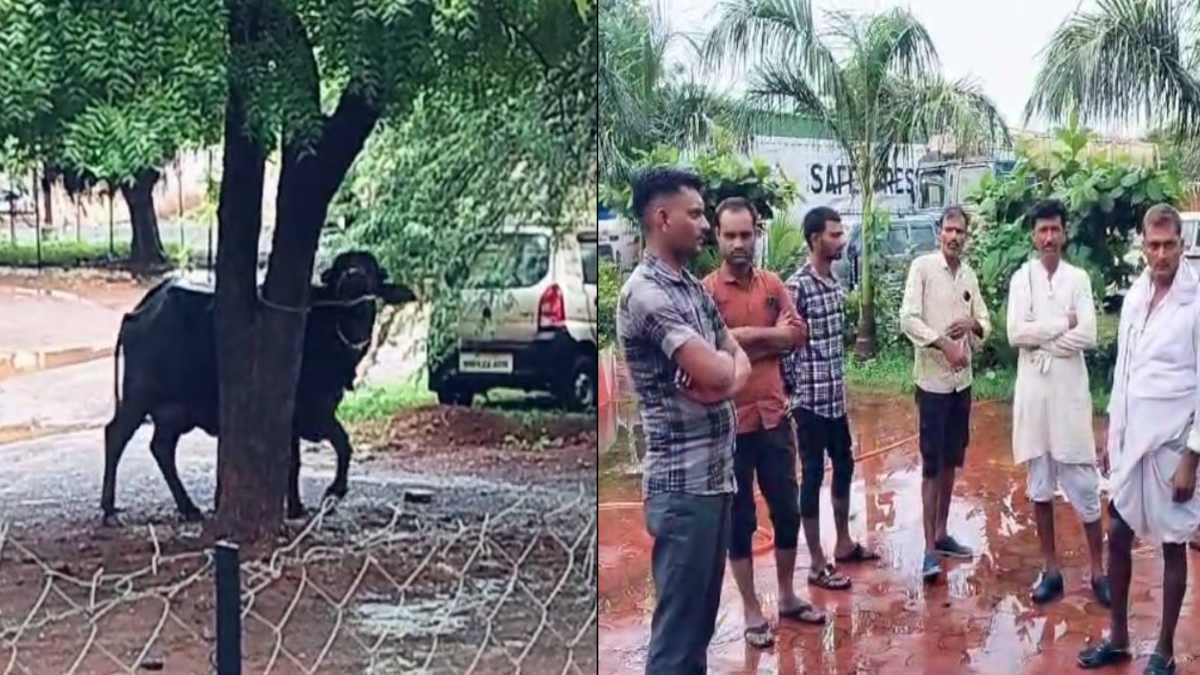 भैंस खरीदने गए ग्रामीण को बदमाश ने लगाया चूना: मालिक बताकर की ठगी, थाने पहुंचा मामला