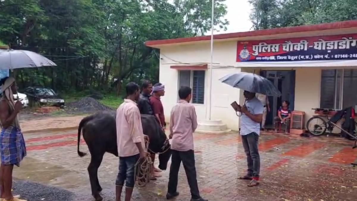 गाय को पकड़कर पुलिस चौकी पहुंचे किसान: गाय को गौशाला भेजने और मालिक पर की कार्रवाई की मांग, ये है पूरा मामला