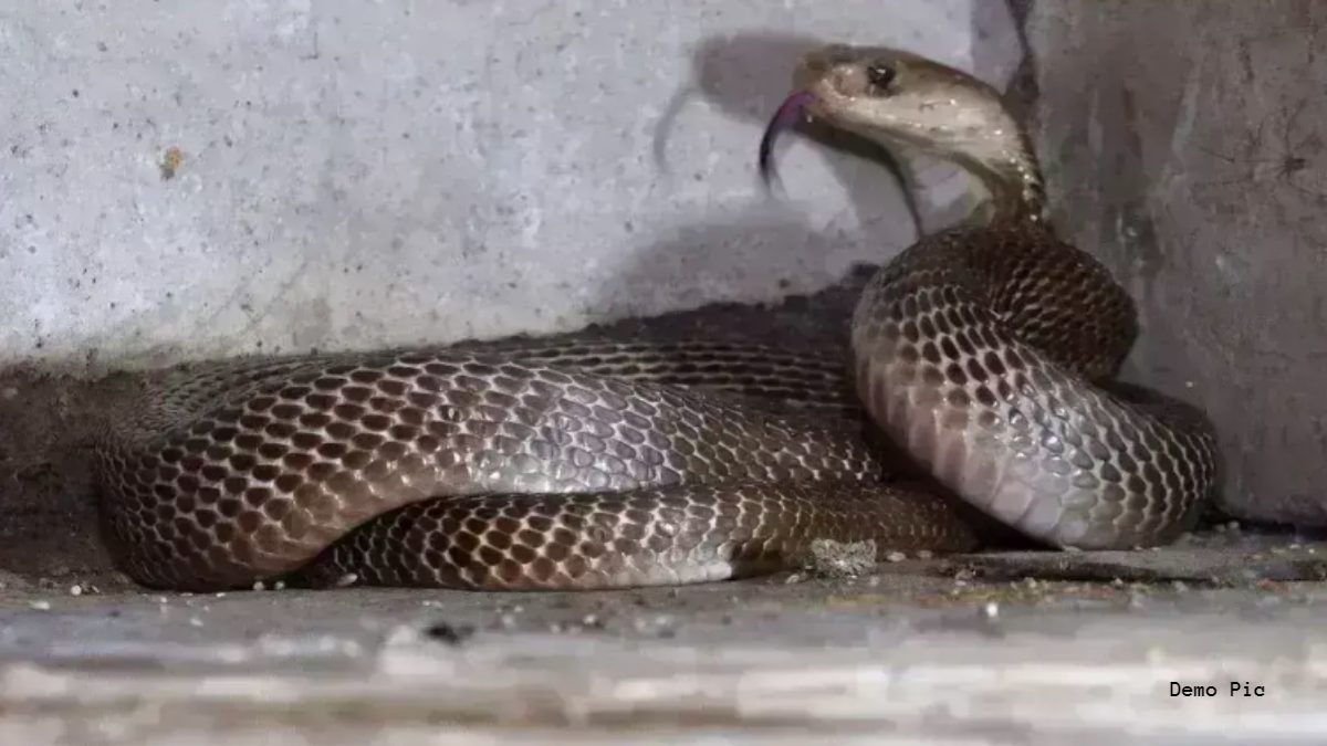 एयरफोर्स कर्मचारी का बेटा सर्पदंश का शिकार: सरकारी क्वार्टर में सांप ने काटा, इलाज के दौरान तोड़ा दम