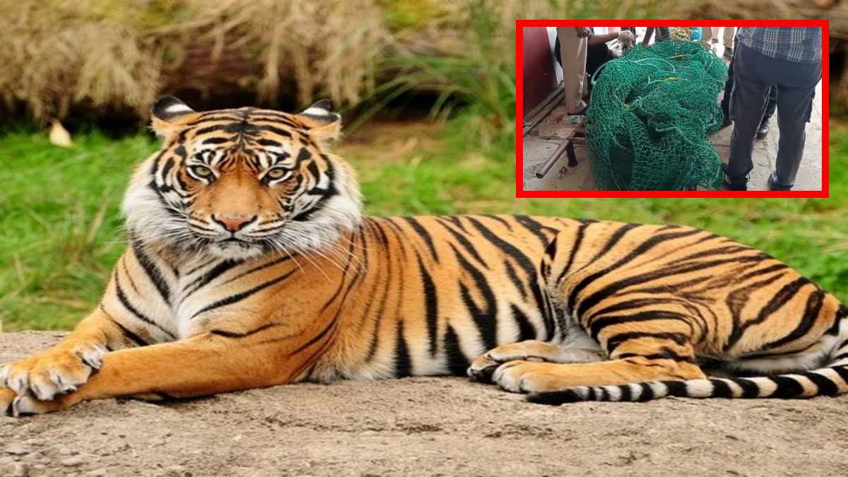 ट्रेन से टकराकर एक टाइगर की मौत, दो घायल: रात भर घावों को चाटती रहीं मां, सुबह टीम ने किया रेस्क्यू