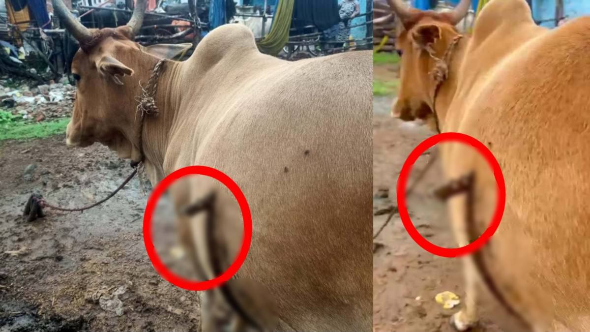 गौ हिंसा मामला: गर्भवती गाय के पेट पर युवक ने मारा चाकू, फरार आरोपी की तलाश में जुटी पुलिस…
