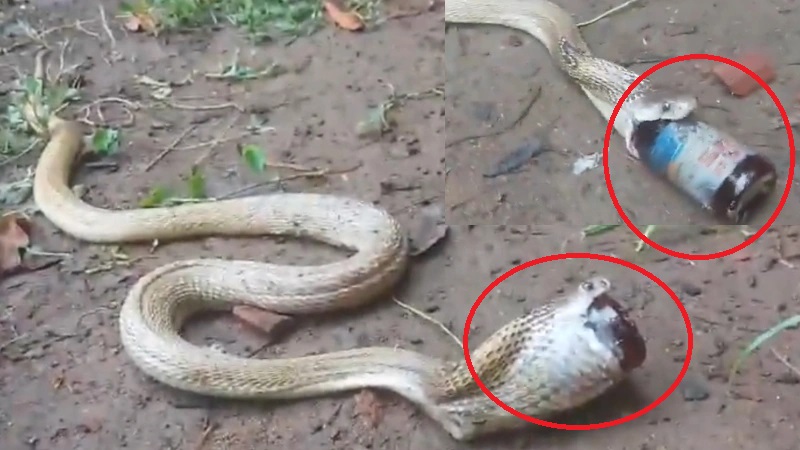देखें Video:  कफ सिरप की बोतल निगल गया कोबरा, ऐसे बची जान