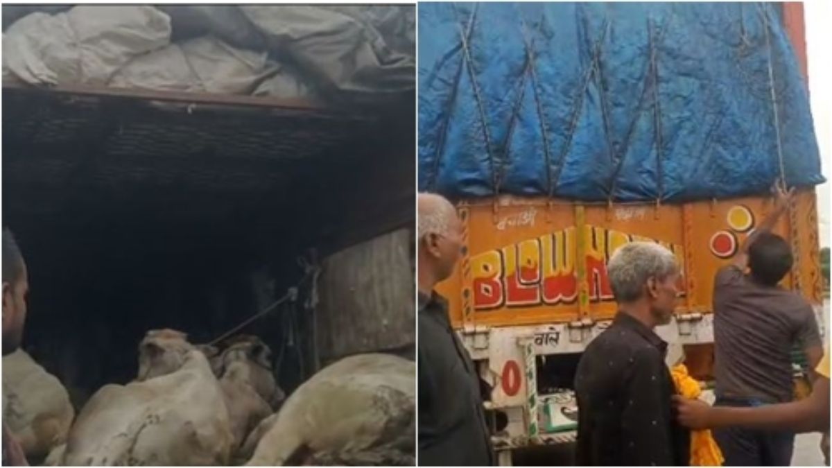 फिल्मी स्टाइल में गायों की तस्करी: तरीका ऐसा कि जानकर रह जाएंगे हैरान, VIDEO आया सामने   