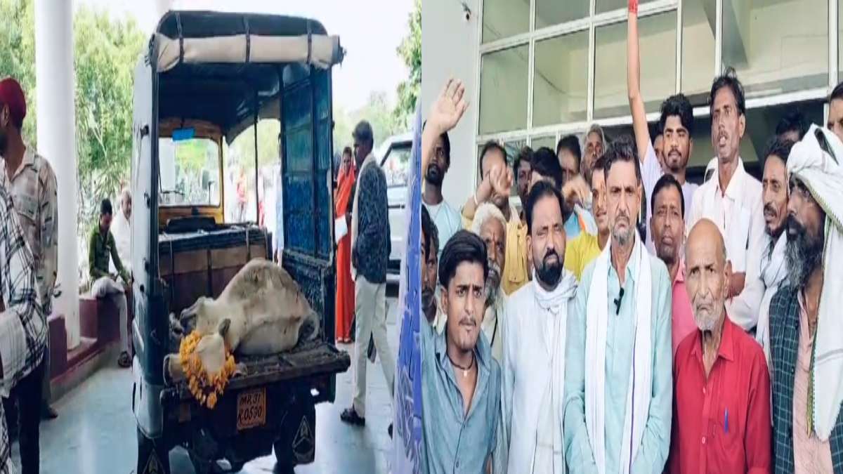 कांग्रेस का अनोखा प्रदर्शन: सड़क हादसे में मरे बछड़े को लेकर कलेक्ट्रेट का घेराव, धरना देकर जताया विरोध