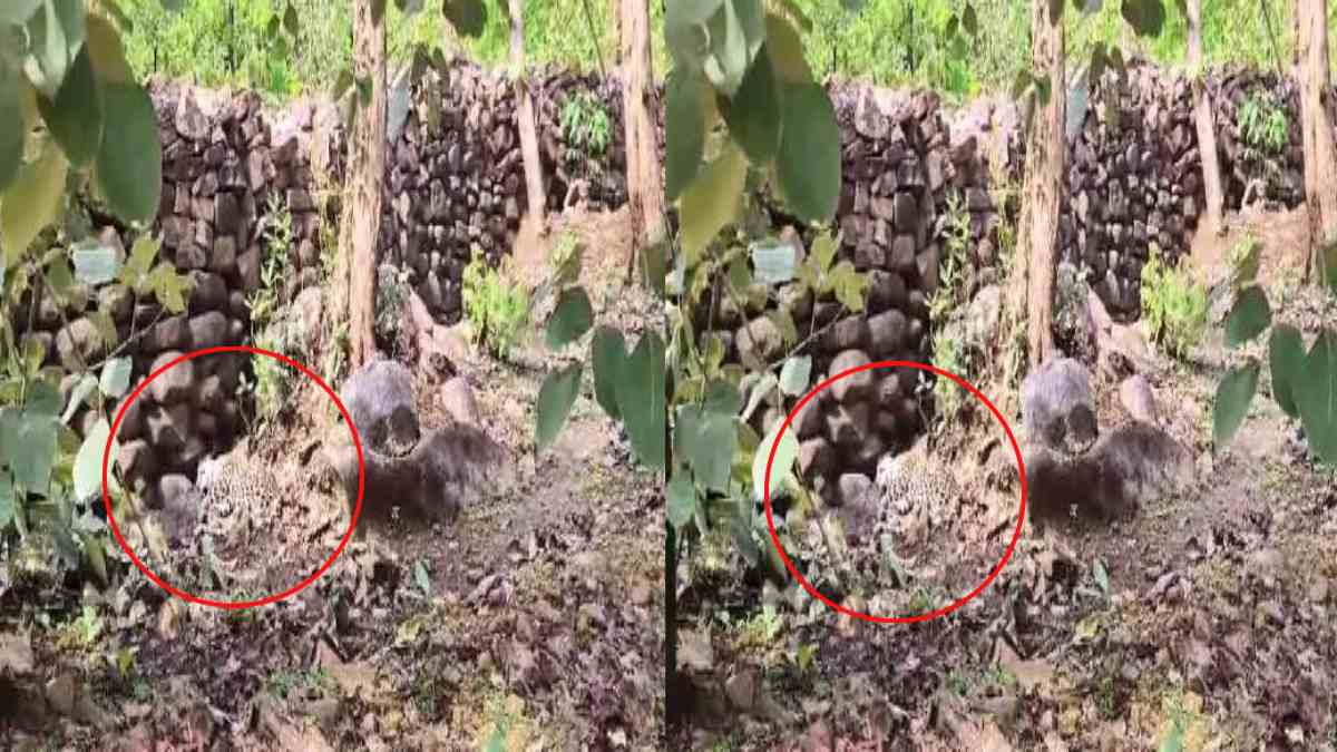 Panna News: वाहन की टक्कर से तेंदुए की मौत, पोस्टमार्टम कर किया गया अंतिम संस्कार
