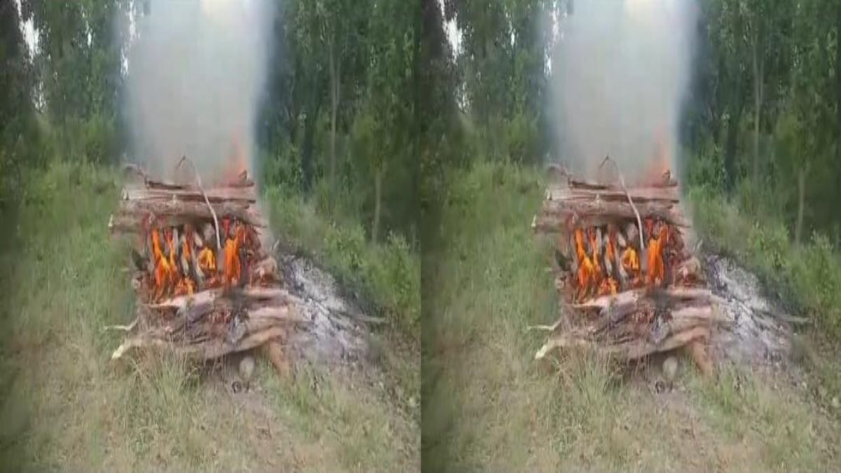 STR में बाघिन की मौत: 21 दिन पहले बाड़े से जंगल में छोड़ा गया था, डिप्टी डायरेक्टर बोलीं- अन्य वन प्राणी से संघर्ष में गई जान