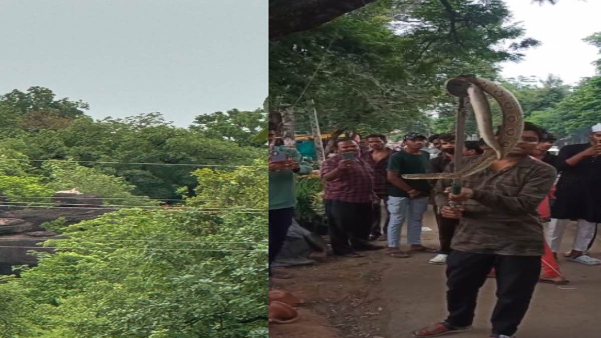 MP Wild News: रायसेन में टाइगर को देखने हाईवे पर लगा जाम, नर्मदापुरम में सबसे जहरीले सांप का रेस्क्यू