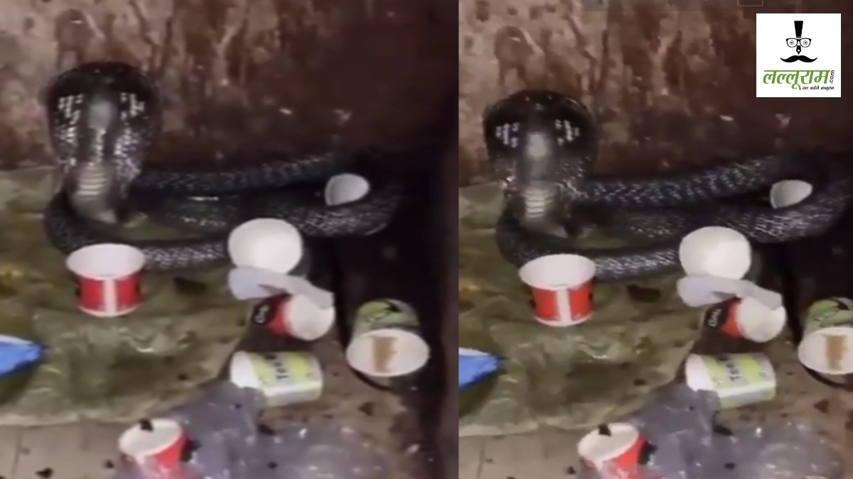 सांप ने खोली सफाई व्यवस्था की पोल: थाने के हवालात में फन फैलाए बैठा था कोबरा, नाग से ज्यादा गंदगी की हो रही चर्चा, देखें Video