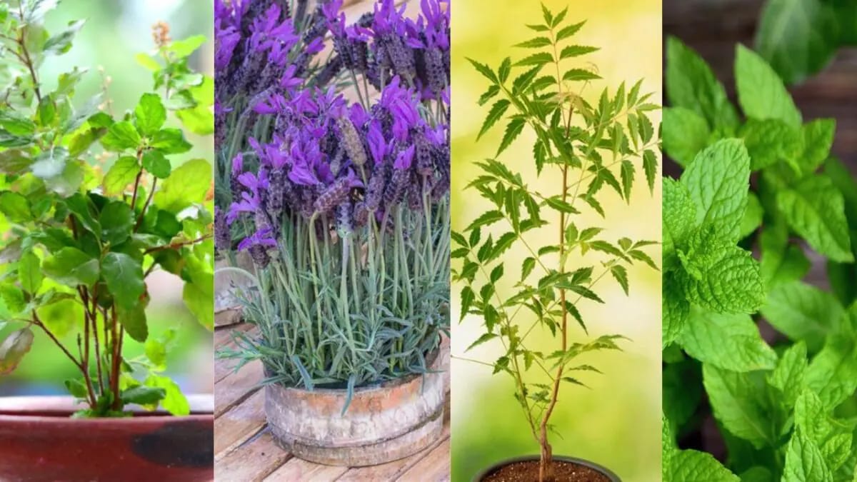 Gardening Tips: बरसात में आपके घर पर भी घुस आते हैं कीड़े ? तो जरूर लगाएं ये पौधे…