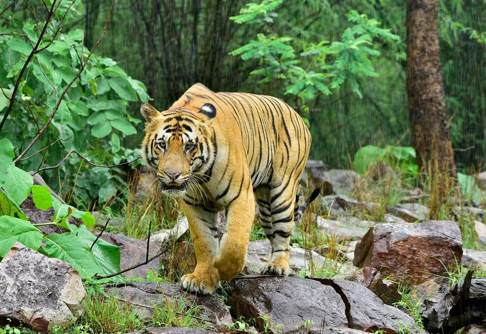 संबलपुर चिड़ियाघर को जल्द ही मिलेंगे चार रॉयल बंगाल टाइगर
