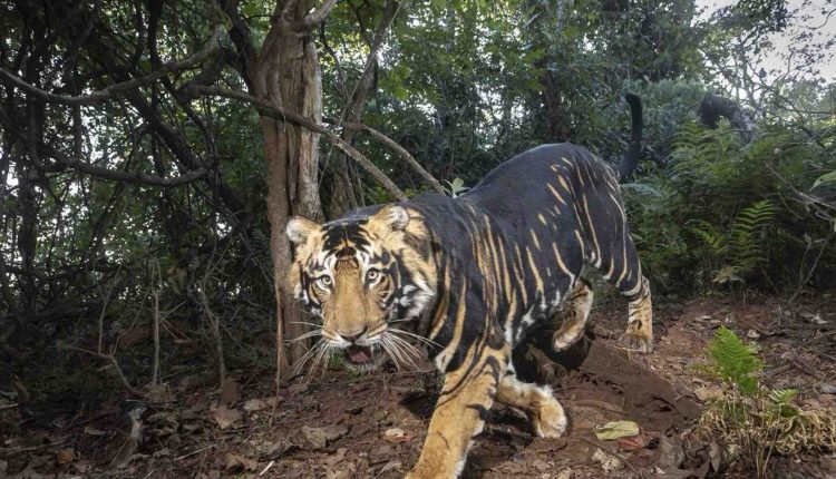 ओडिशा : सिमिलिपाल में पहली बार मेलानिस्टिक टाइगर सफारी को केंद्रीय चिड़ियाघर प्राधिकरण की मिली मंजूरी