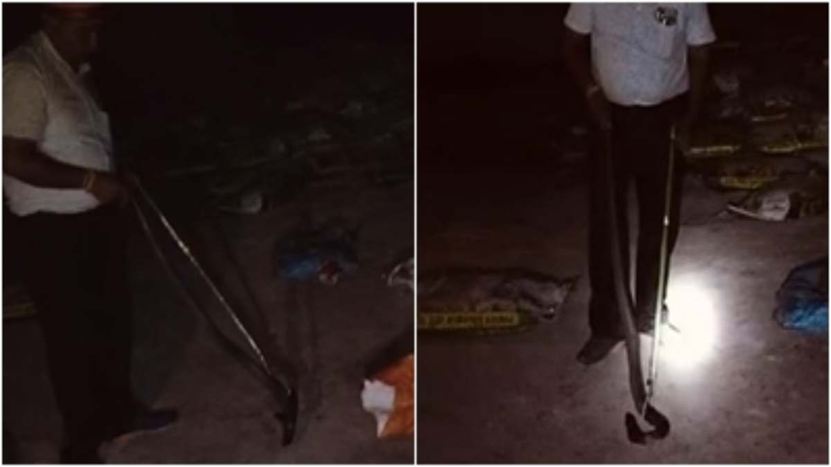 VIDEO: वेयर हाउस में फन उठाकर बैठा था 5 फीट लंबा कोबरा, देखते ही कर्मचारियों के उड़े होश, स्नेक कैचर ने ऐसे किया रेस्क्यू  