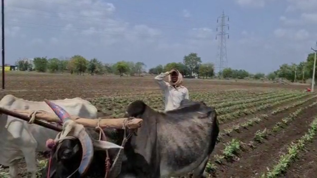 Khandwa: मौसम की मार ने बढ़ाई अन्नदाता की चिंता, सोयाबीन पर पीला मोजेक का बढ़ा खतरा