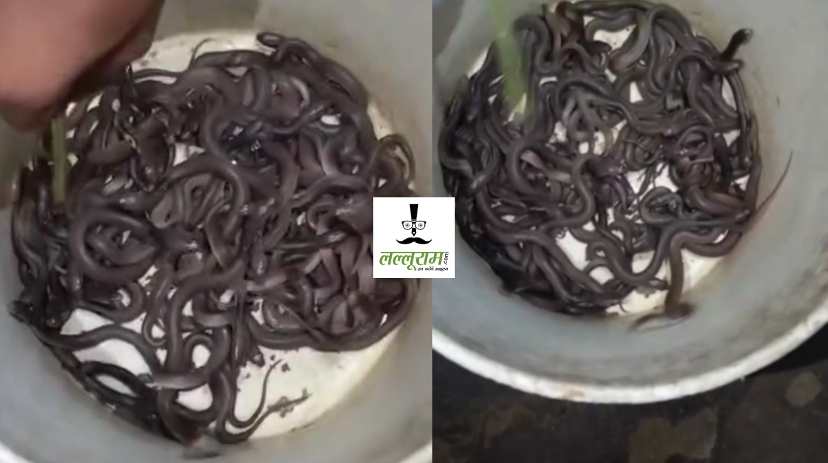 यकीन मानिए… आपने भी नहीं देखा होगा एक साथ इतने किंग कोबरा, घर से एक के बाद एक निकले इतने सांप, Video देख रह जाएंगे सन्न!