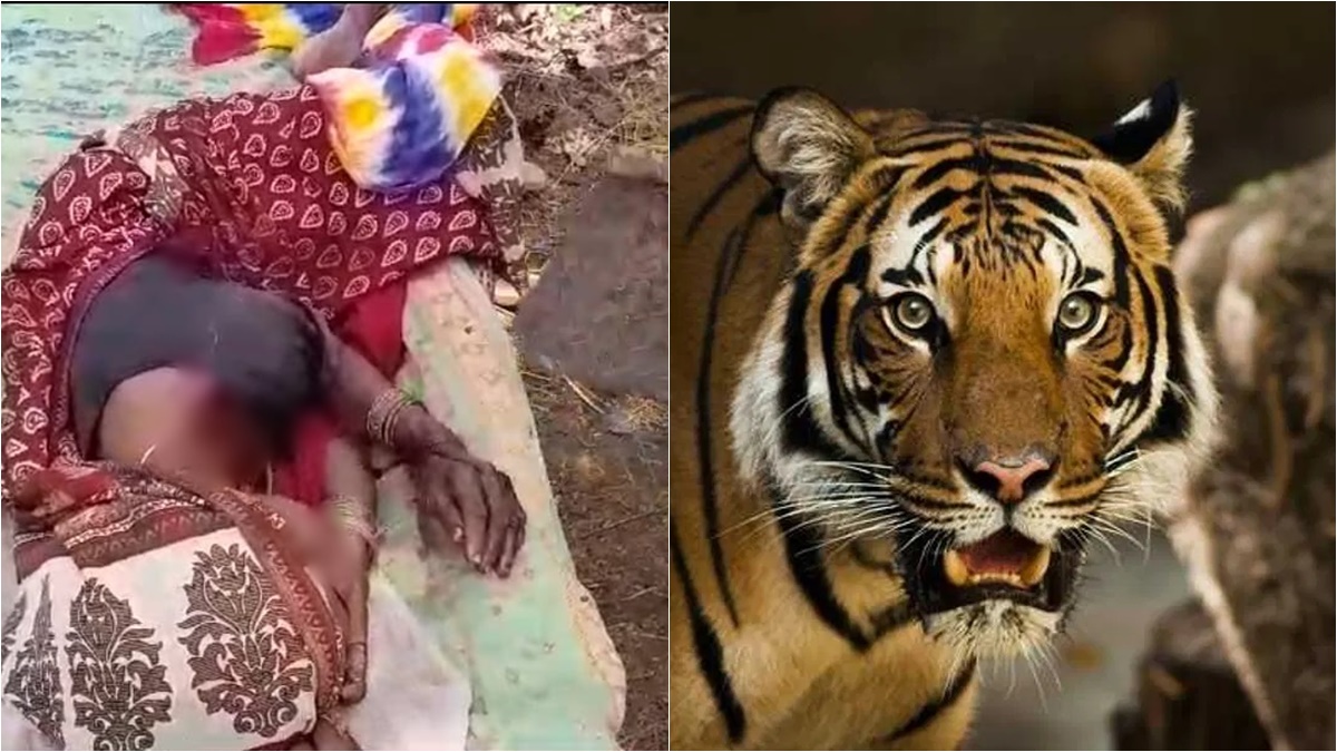 मवेशी चराने गई महिला पर Tiger ने किया हमला: चीख सुनकर पहुंचे ग्रामीण तो जंगल की ओर भागा बाघ, ग्रामीणों में दहशत