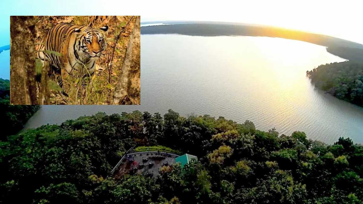 पर्यटकों के लिए खुशखबरी: जंगल सफारी होगी अब आसान, रातापानी में बनेगा टाइगर रिजर्व जैसा ट्रैक