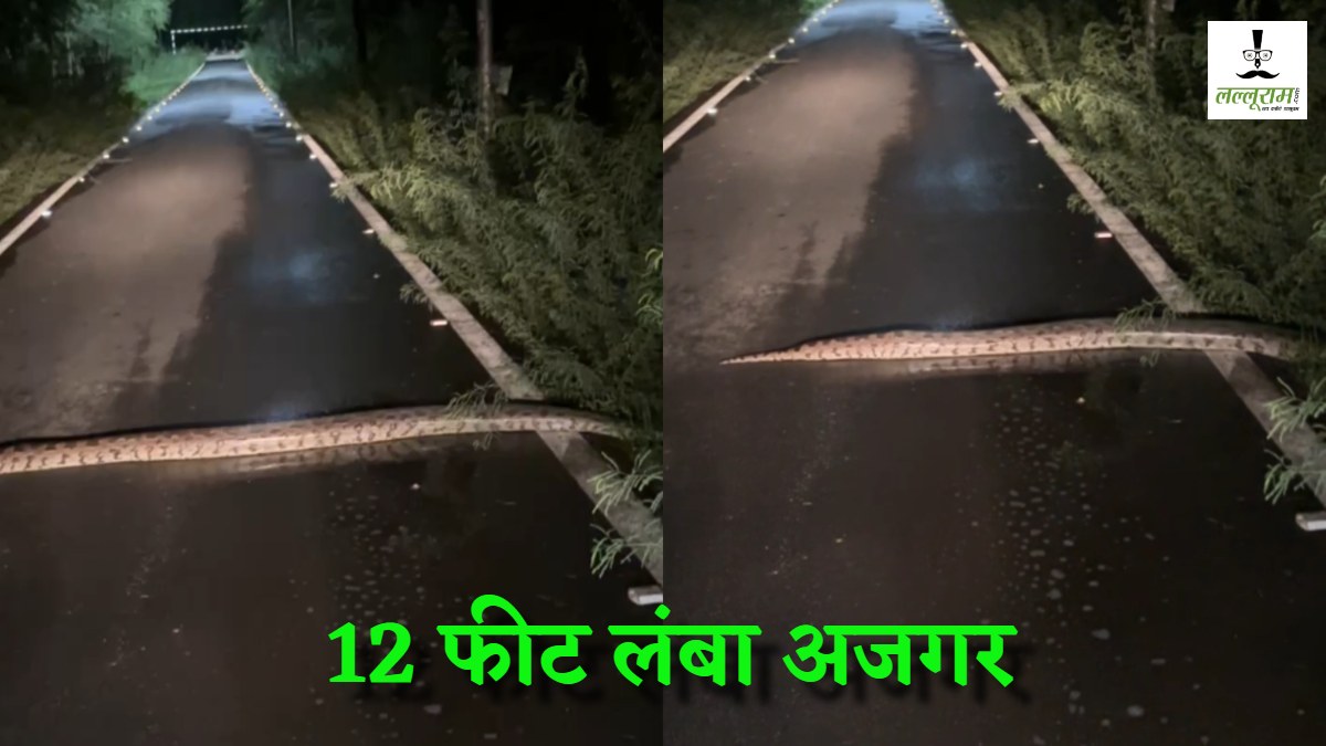 PGI कॉलेज कैंपस में घूमता नजर आया 12 फीट लंबा अजगर, VIDEO वायरल