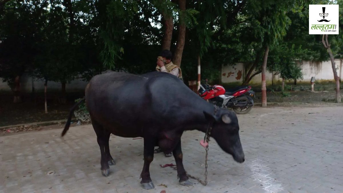 भैंस बनी खुद जज! कर लिया अपने मालिक का फैसला, देखते रह गए लोग