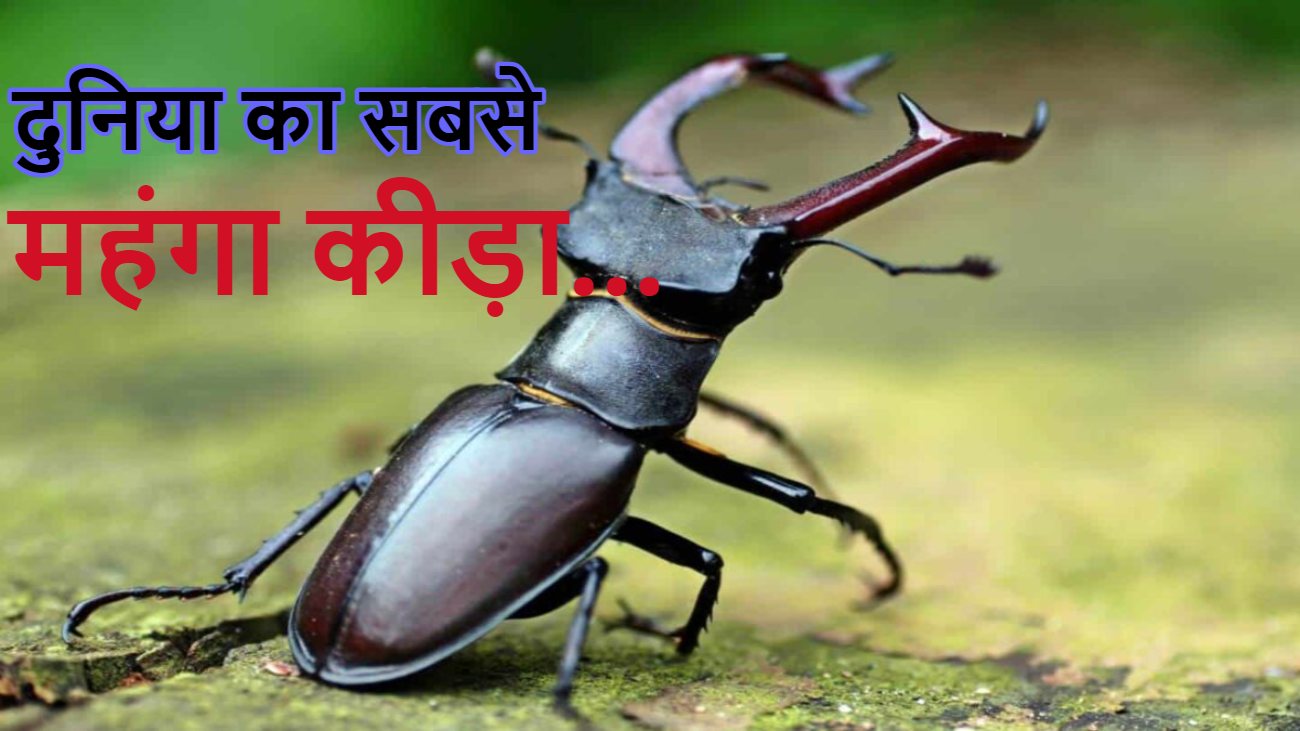 Stag beetle: 5 ग्राम का ये कीड़ा आपको बना देगा करोड़पति! एक कीड़े की कीमत में आ जाएंगी Mercedes Benz Car, जानिए इसकी खासियत