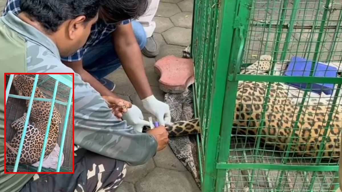 केले के खेत में मिले तेंदुए के दोनों पैर नहीं कर रहे काम, इलाज के लिए कमला नेहरू वन्य प्राणी संग्रहालय में भेजा