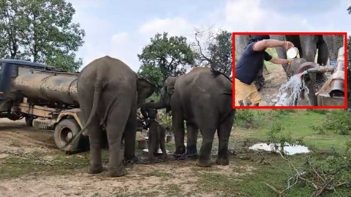 Bandhavgarh Tiger Reserve में आया नन्हा मेहमान कर रहा शरारतें, सोशल मीडिया पर Video वायरल