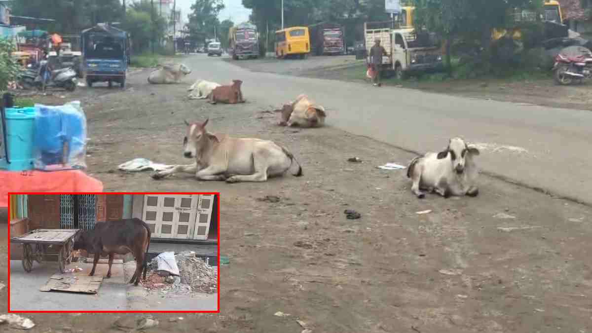 लाखों खर्च के बाद भी गौवंश की दुर्दशाः सड़कों पर बैठी रहती मवेशी, प्लास्टिक खाकर भरती है पेट, हो रहे हादसे