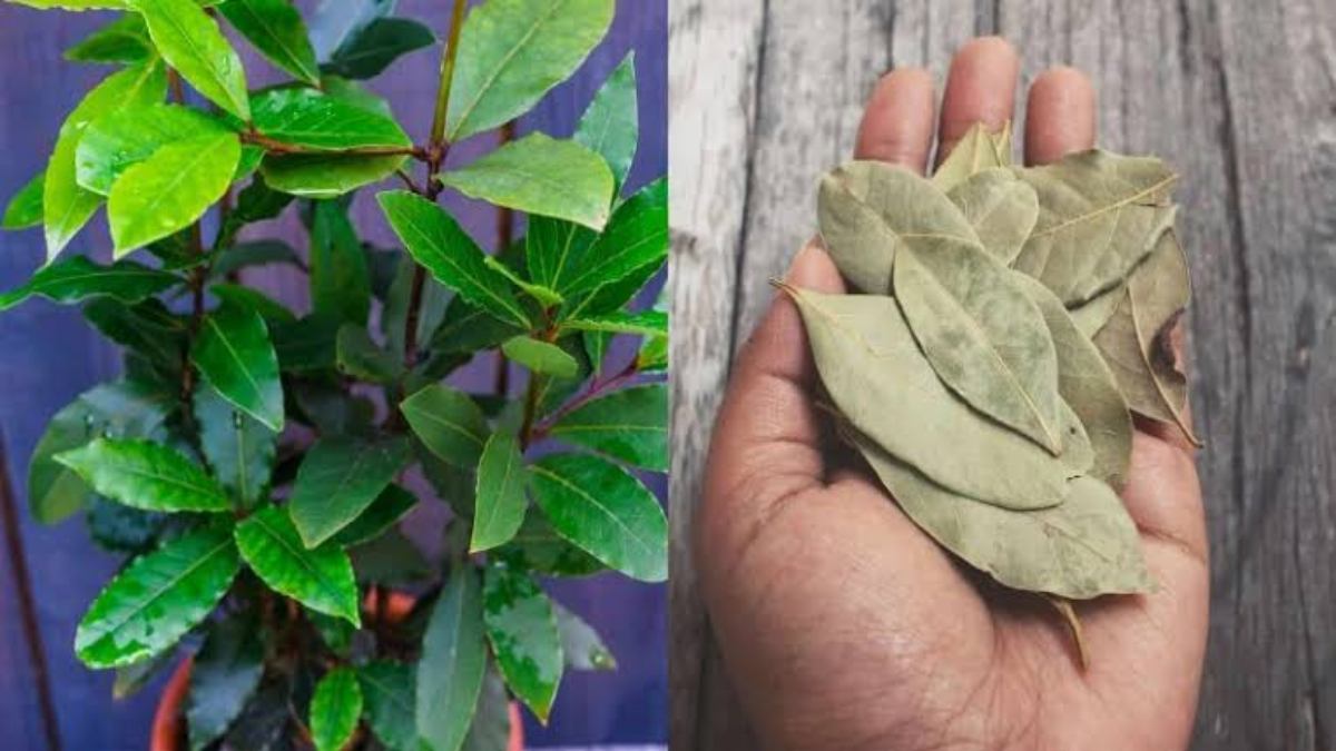 अब घर पर भी आसानी से उगाया जा सकता है तेज पत्ता, बस follow करें ये आसान Steps…