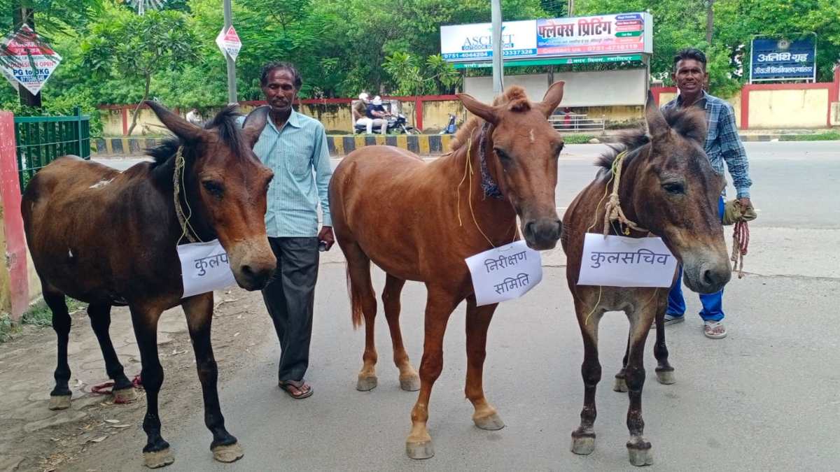 NSUI का अनोखा प्रदर्शनः यूनिवर्सिटी के गेट पर गधों को माला पहनाई और कुलसचिव, कुलपति और निरीक्षण समिति की लटका दी तख्तियां