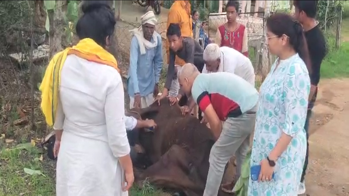 बीमार गाय को बीजेपी नेत्री ने लिया गोद: सड़क पर इस अवस्था में देख पसीजा दिल, तहसीलदार से लेकर कलेक्टर को लगा दिया फोन, Video Viral