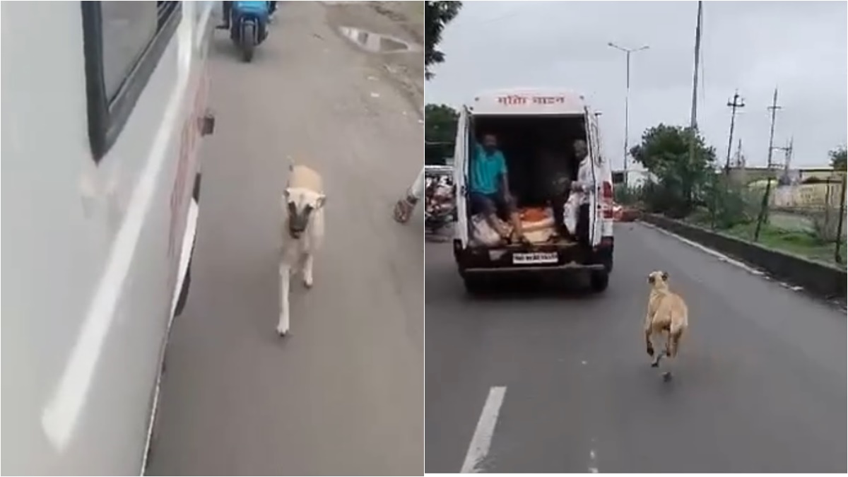 मौत के बाद भी कुत्ते ने नहीं छोड़ी वफादारी: शव वाहन के पीछे दौड़ते-दौड़ते पहुंचा मुक्तिधाम; मालिक को दी अंतिम विदाई, Video Viral