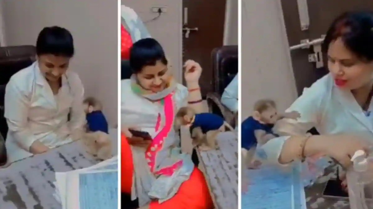 मेडिकल कॉलेज की 6 नर्स निलंबित, सभी ने बंदर के साथ बनाया ऐसा Video, वायरल होते ही हुआ एक्शन